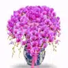 Anggrek bulan 25 pohon Warna Pink Pot Keramik