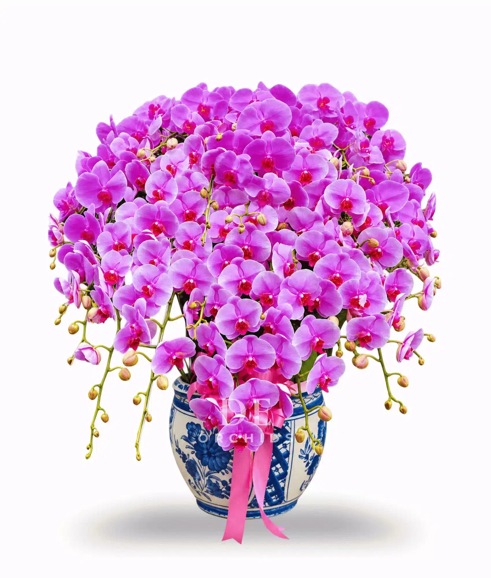 Anggrek bulan 25 pohon Warna Pink Pot Keramik