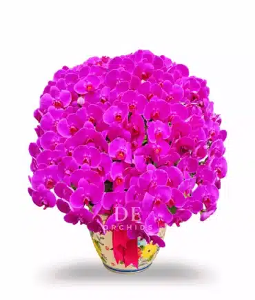 Anggrek bulan 25 pohon Warna Ungu Pot Keramik