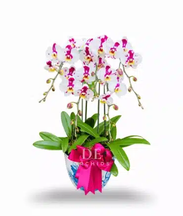 Anggrek bulan 5 pohon Warna Dalmation Pot Keramik