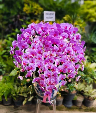 orchids