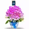 Anggrek bulan 10 pohon Warna Pink Pot Keramik