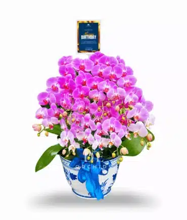 Anggrek bulan 10 pohon Warna Pink Pot Keramik