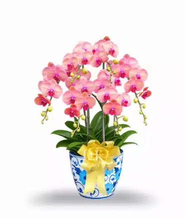 Anggrek bulan 6 pohon Warna Orange Pot Keramik