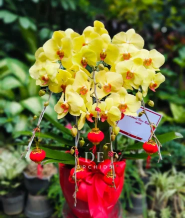 anggrek kuning edisi imlke