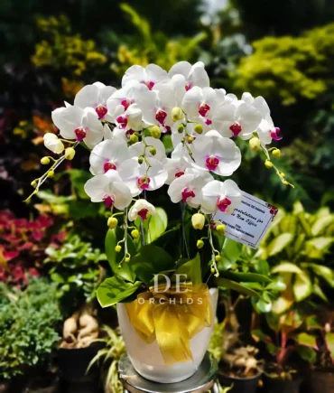 dendrobium phalaenopsis