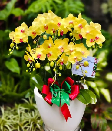orchids