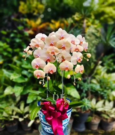 phalaenopsis bellina