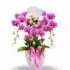 Anggrek bulan 5 pohon Warna Pink Putih