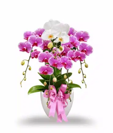 Anggrek bulan 5 pohon Warna Pink Putih