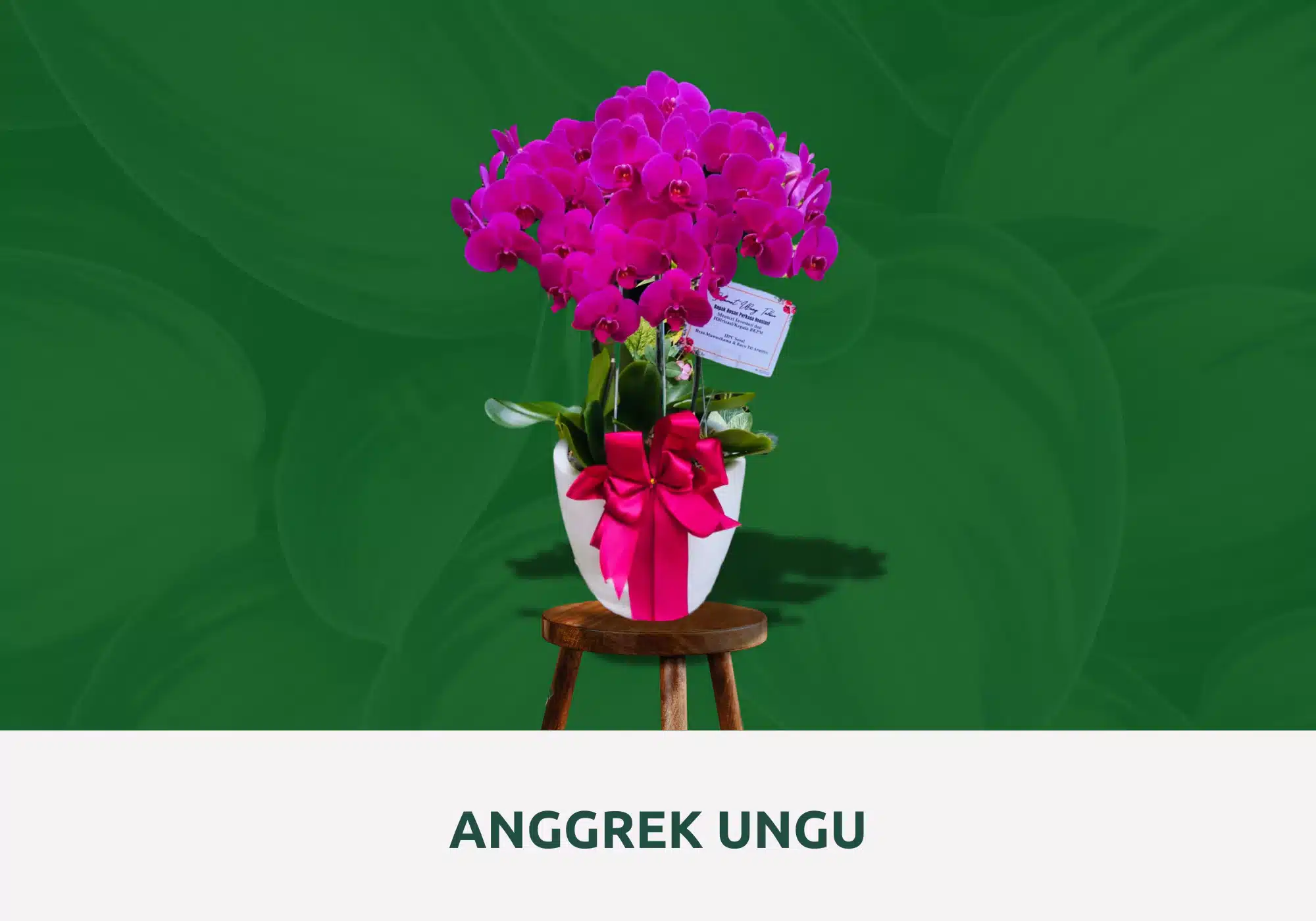 anggrek bulan ungu