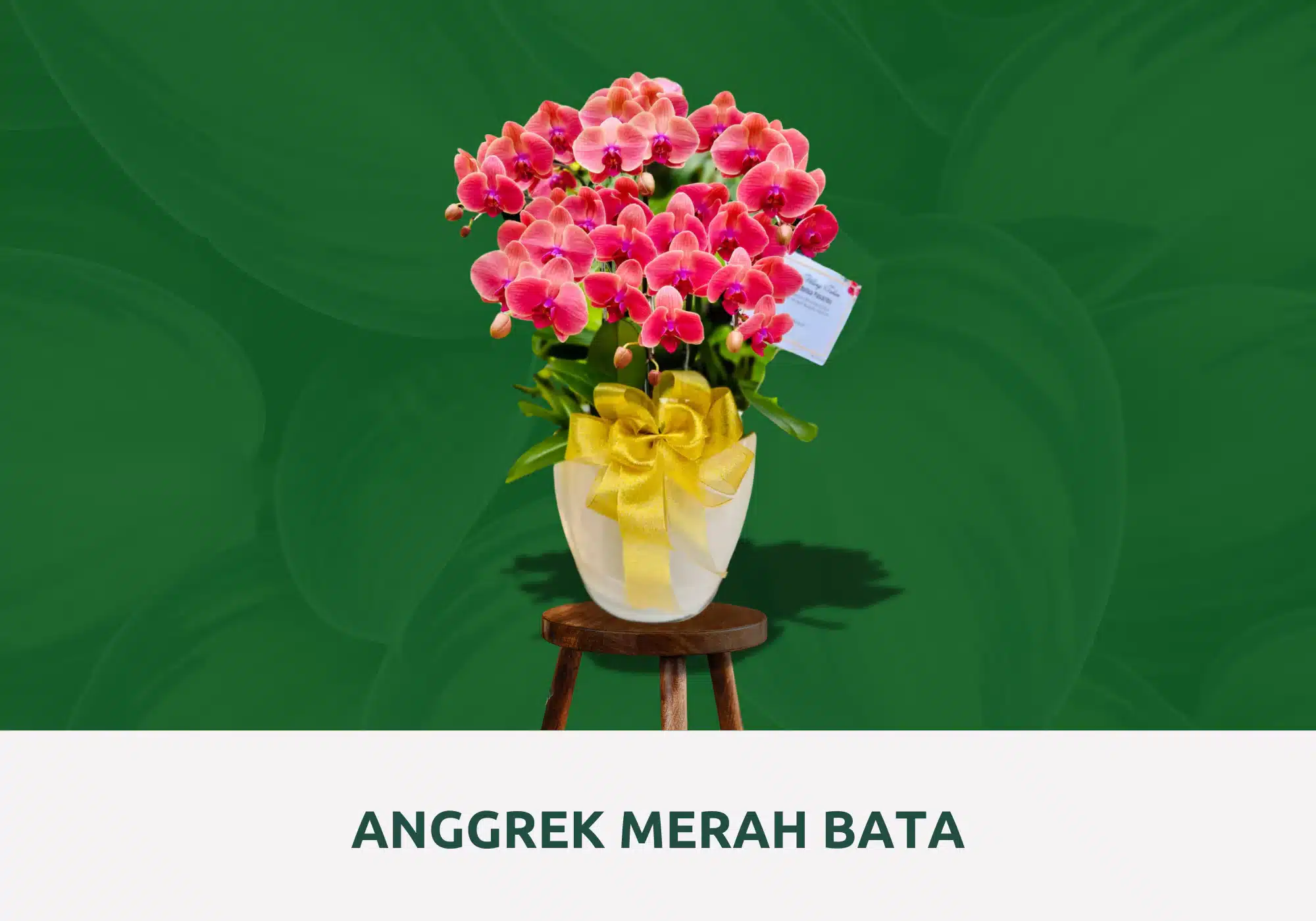 Anggrek merah bata