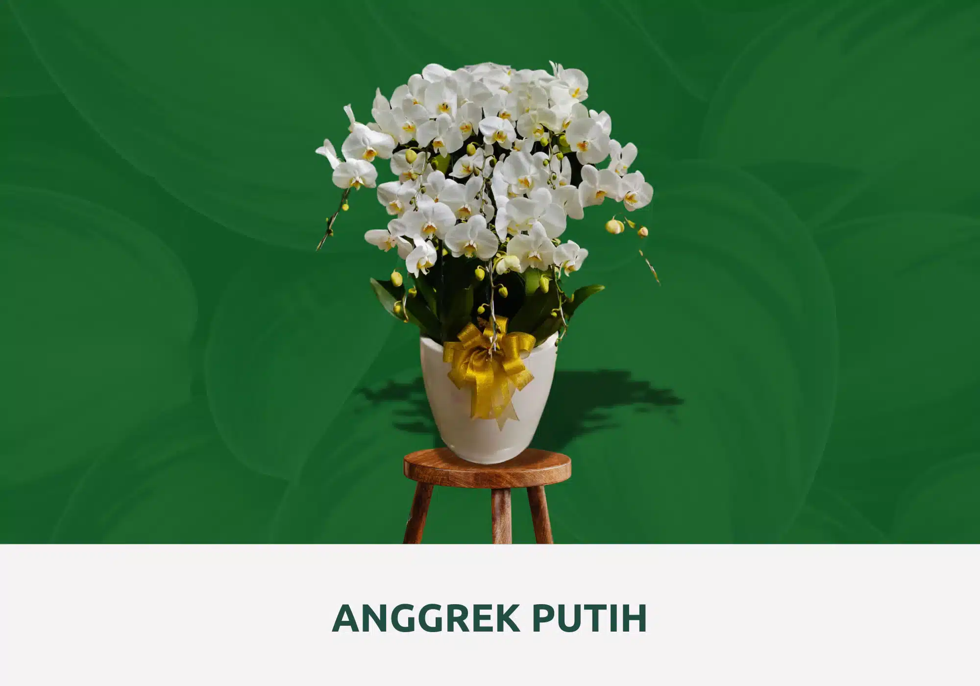 anggrek bulan putih