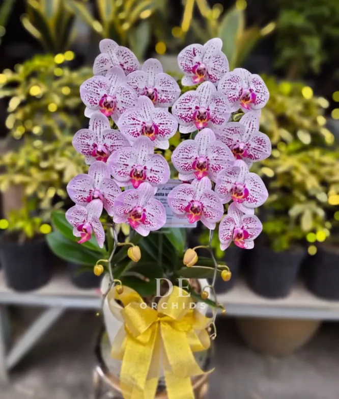 Anggrek bulan Pink Stardust