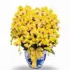 Anggrek bulan isi 13 pohon warna Kuning Pot Keramik