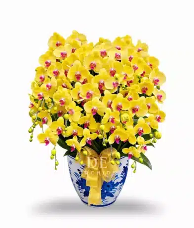 Anggrek Bulan Kuning
