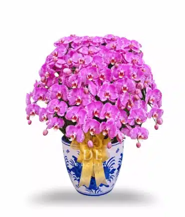 Anggrek bulan isi 13 pohon warna Pink Pot Keramik