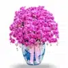 Anggrek bulan isi 15 pohon Pink Strip Pot Keramik