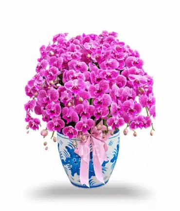 Anggrek bulan isi 15 pohon Pink Strip Pot Keramik