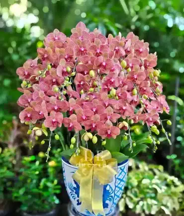 Anggrek bulan isi 20 pohon warna Orang