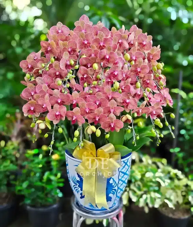 Anggrek bulan isi 20 pohon warna Orange Pot Keramik