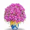 Anggrek bulan isi 30 pohon Pink Strip Pot Keramik