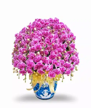 Anggrek bulan isi 30 pohon Pink Strip Pot Keramik