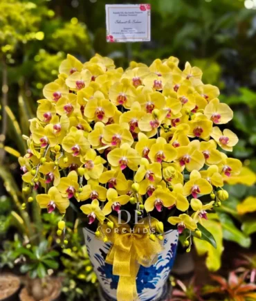 anggrek bulan kuning