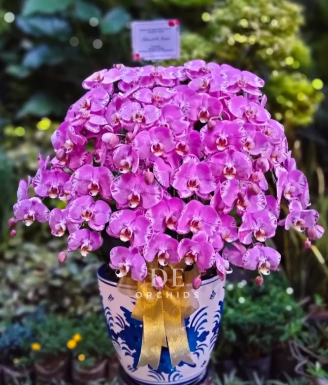 anggrek bulan pink jumbo