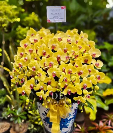 anggrek kuning