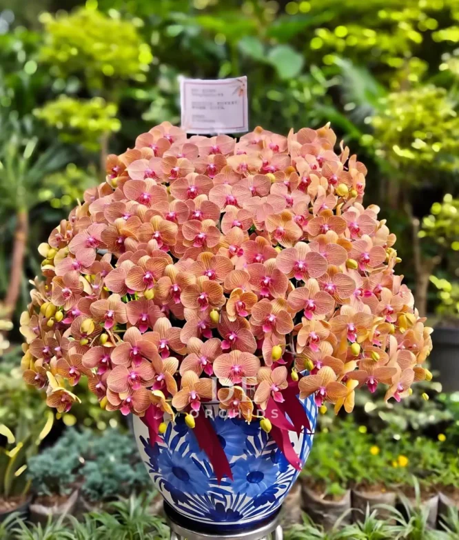 anggrek orange strip jumbo