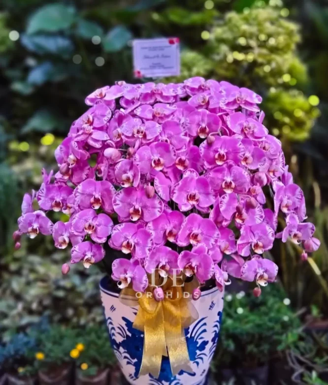 anggrek pink