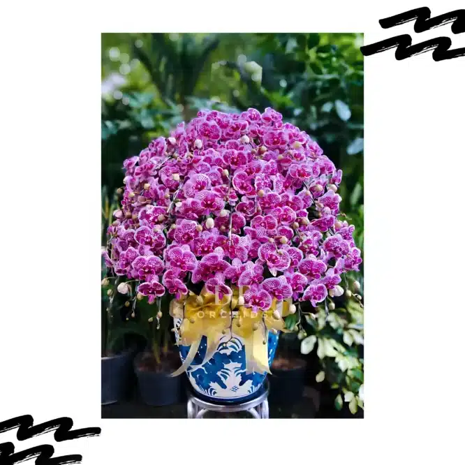 Anggrek bulan isi 30 pohon Pink Strip Pot Keramik