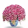 Anggrek Bulan Elegance Crimson Snow 30 Pohon