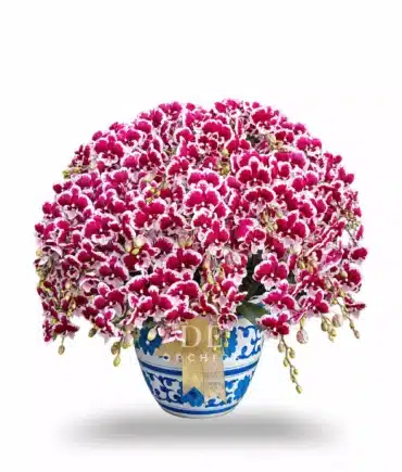 Anggrek Bulan Elegance Crimson Snow 30 Pohon