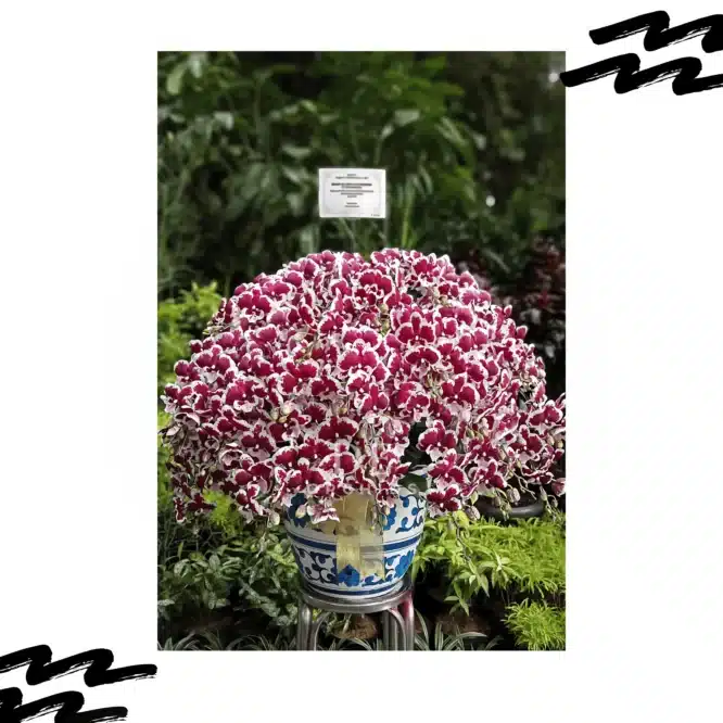 Anggrek Bulan Elegance Crimson Snow