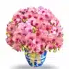 Anggrek Bulan Peach Serenity 30 Pohon