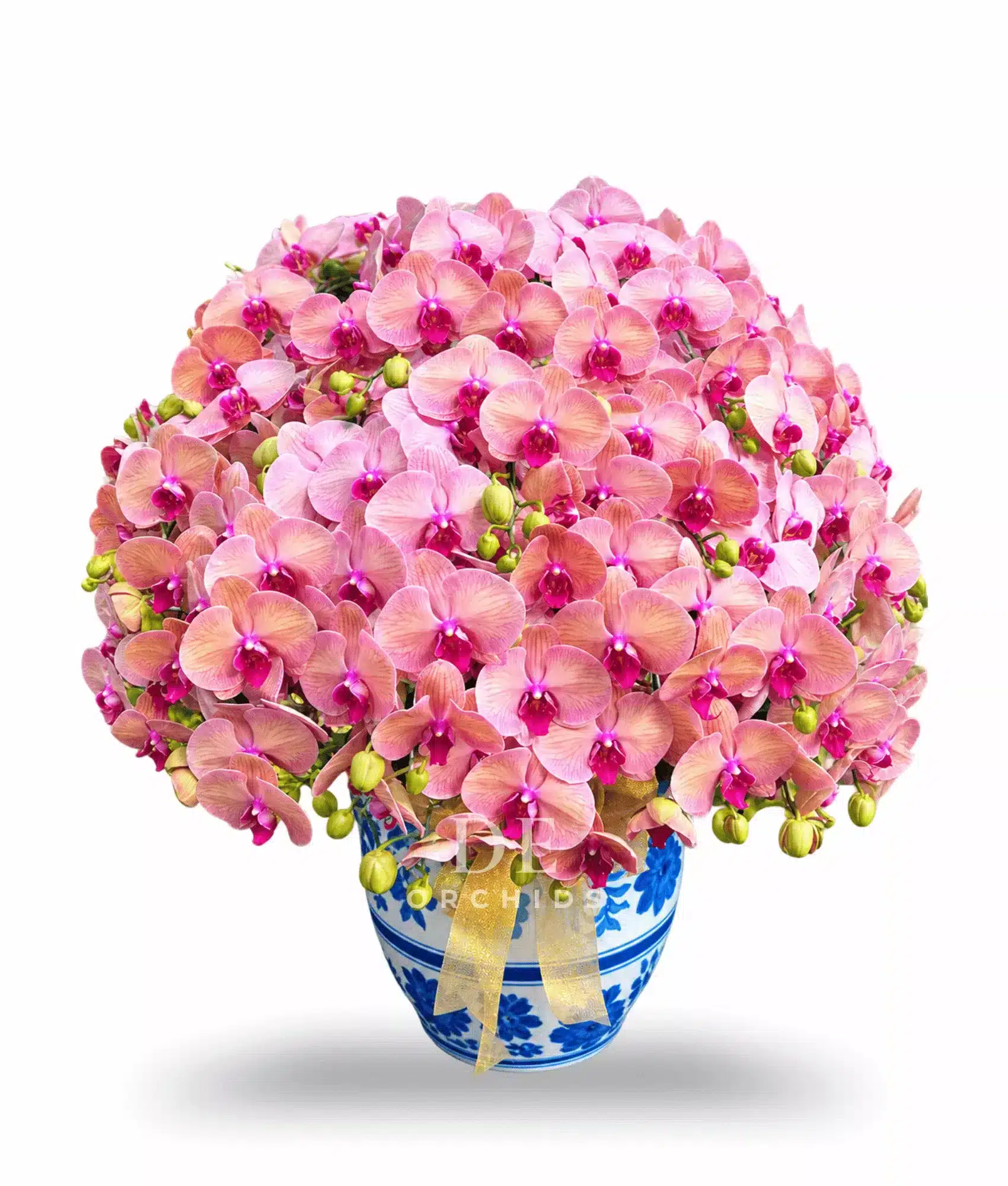 Anggrek Bulan Peach Serenity 30 Pohon