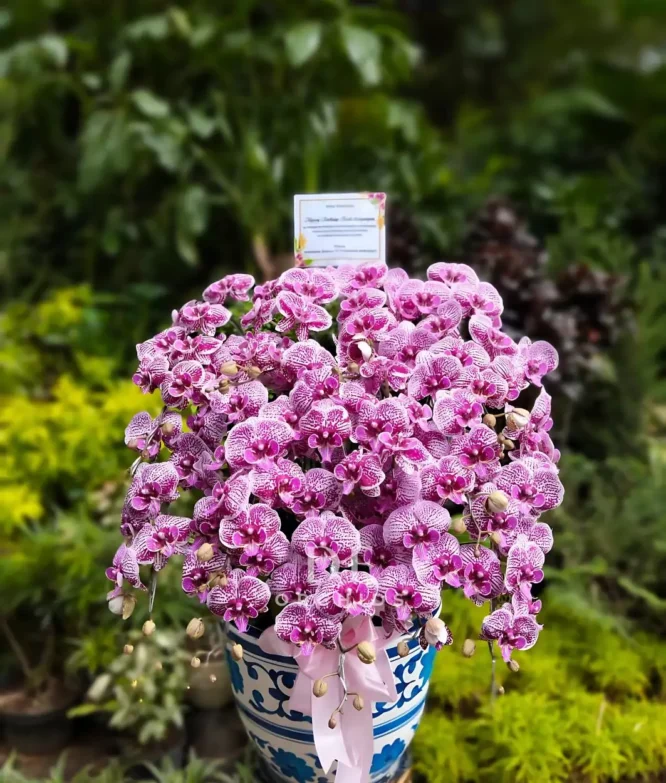 Anggrek Bulan Sweet Pink