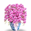Anggrek Bulan Sweet Pink Glow 15 Pohon