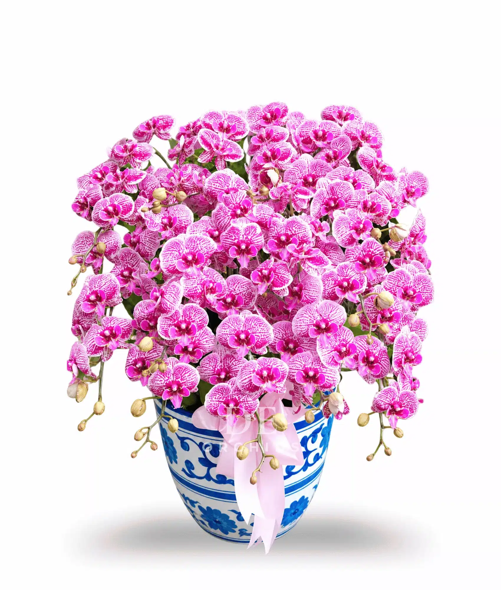 Anggrek Bulan Sweet Pink Glow 15 Pohon
