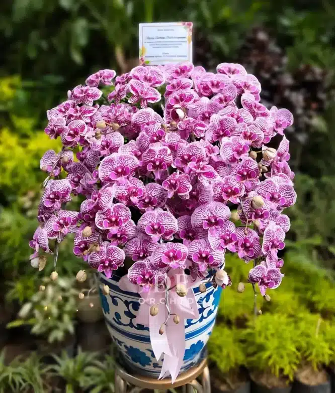 Anggrek Bulan Sweet Pink Glow 15 Pohon