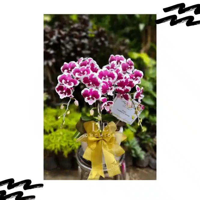 Anggrek bulan Blissful Scarlet Rain 3 Pohon