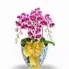 Anggrek bulan Blissful Scarlet Rain 4 Pohon PK