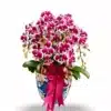 Anggrek bulan Blissful Scarlet Rain 6 Pohon PK