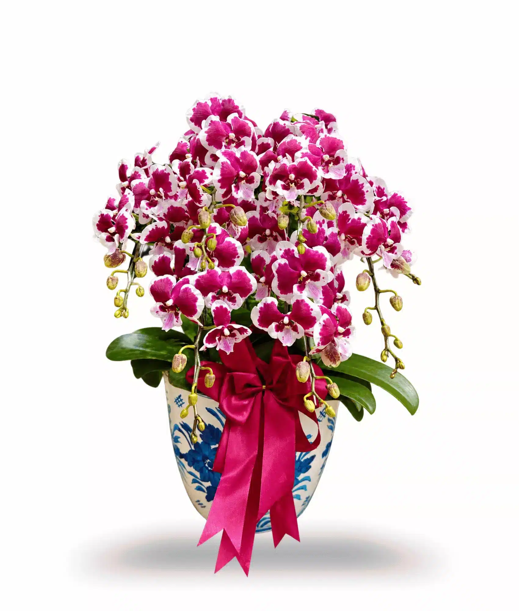 Anggrek bulan Blissful Scarlet Rain 6 Pohon PK