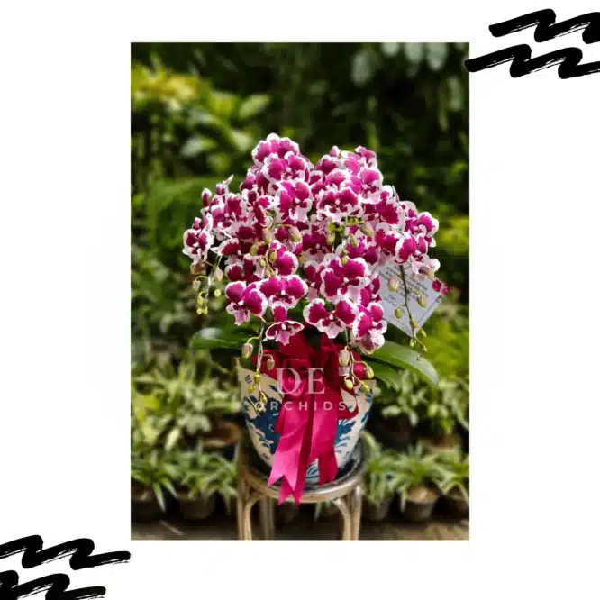 Anggrek bulan Blissful Scarlet pk