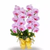 Anggrek bulan Pink Stardust 2 Pohon