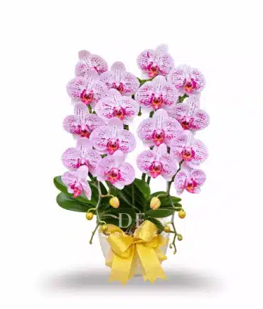 Anggrek bulan Pink Stardust 2 Pohon