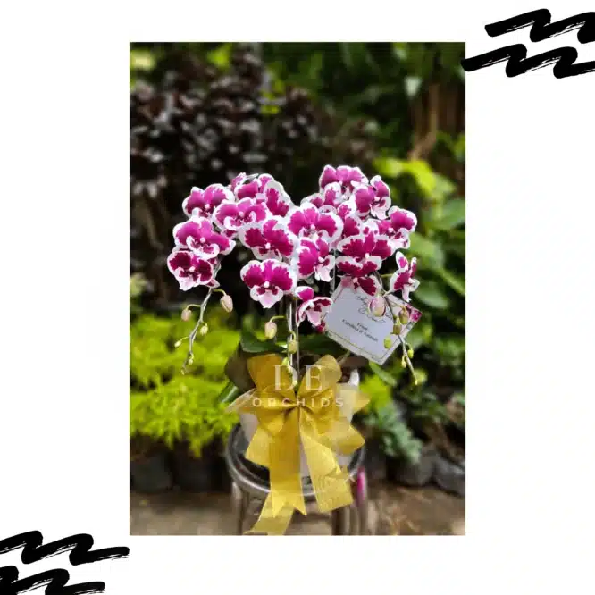 Anggrek bulan jumbo Blissful Scarlet Rain 3 Pohon